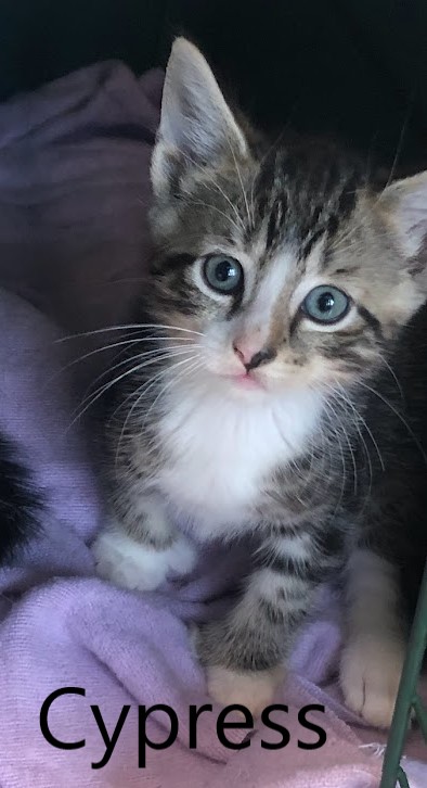 Former Fosters - now in their forever homes!